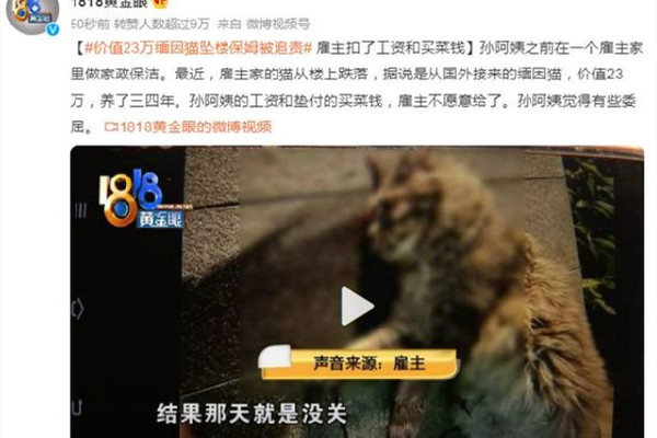 緬因貓墜樓追責(zé)保姆？雇主回應(yīng) 緬因貓多少錢一只