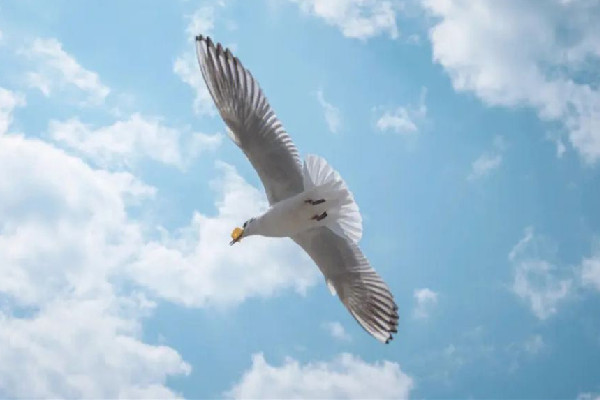 家長帶男孩抓海鷗硬生生塞進(jìn)罐子 海鷗是保護(hù)動物嗎