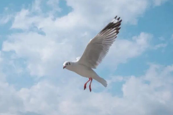 家長帶男孩抓海鷗硬生生塞進(jìn)罐子 海鷗是保護(hù)動物嗎
