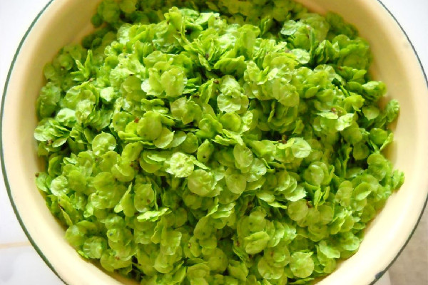 榆錢怎么長(zhǎng)期保存 榆錢可以曬干保存嗎