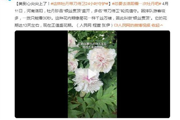 這株牡丹有“帶刀侍衛(wèi)”24小時守護(hù) 牡丹花的寓意和象征